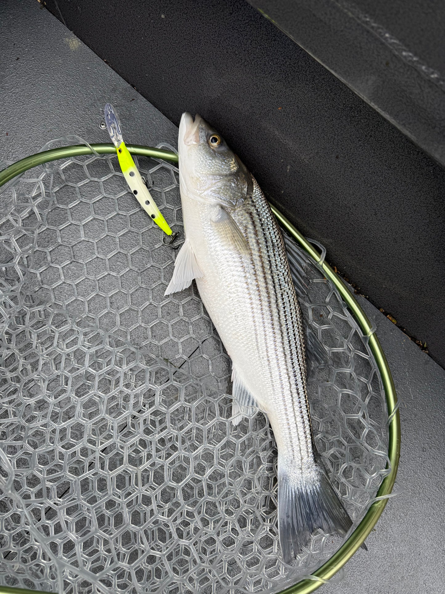 DinoMite Deep Diver “Chartreuse Bone”