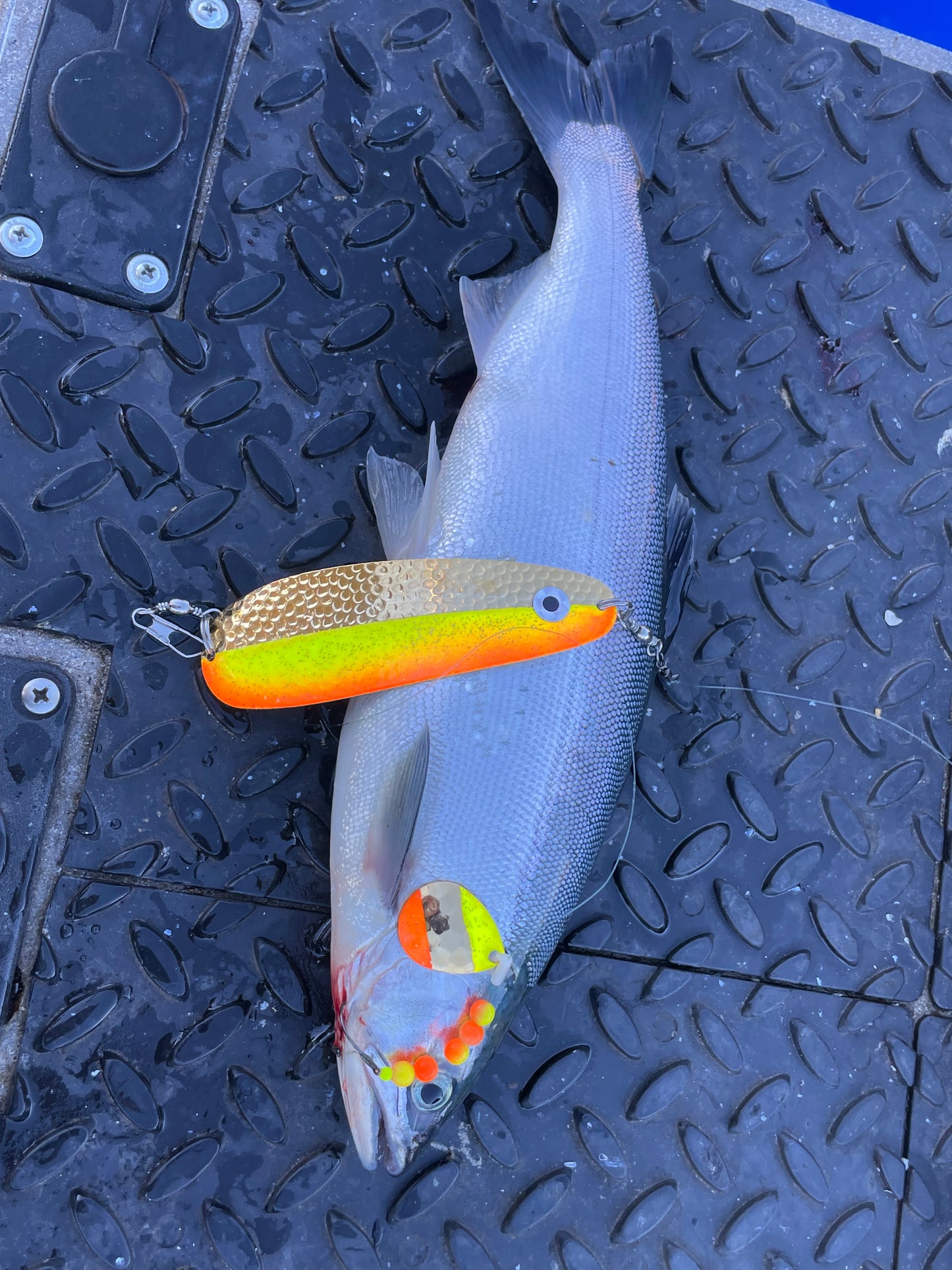 DinoMite Sling Dodger 24k Hammered Gold Tequila Sunrise