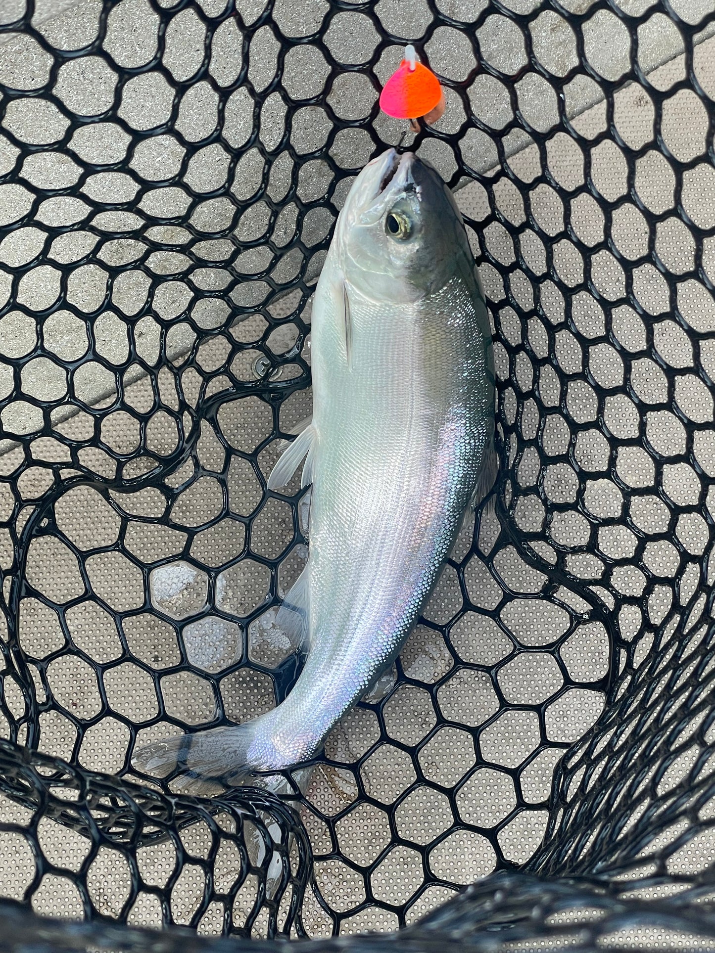 DinoMite 3.5c Spinner 50/50 Orange Pink Nickel