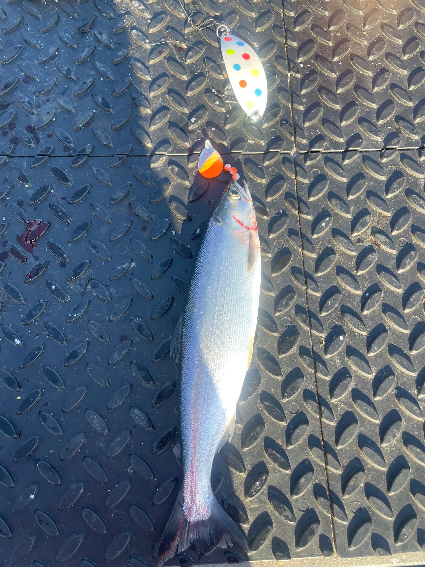 DinoMite 3.5c Spinner White Orange Fade Nickel