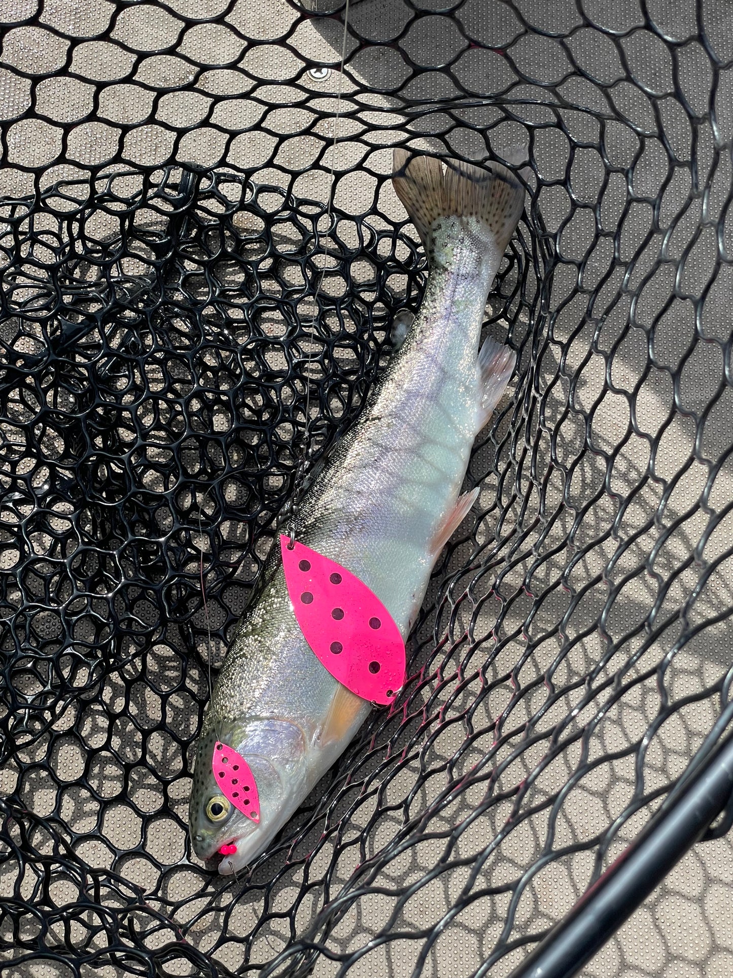 Sparkler Lure Pink Ladybug Nickel