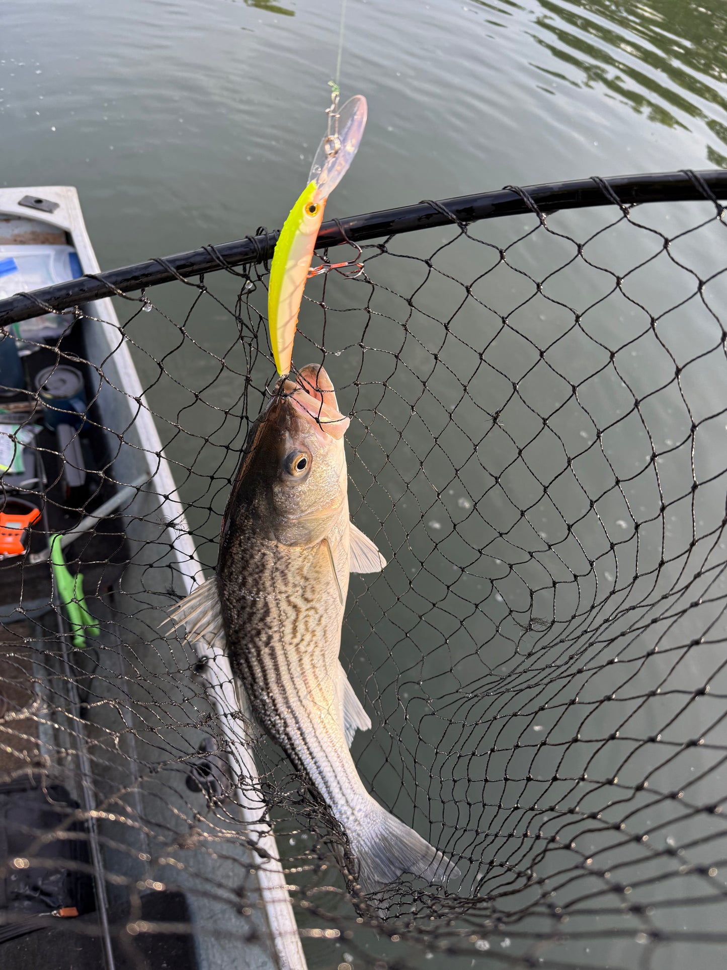 DinoMite Deep Diver “ Chartreuse Orange”