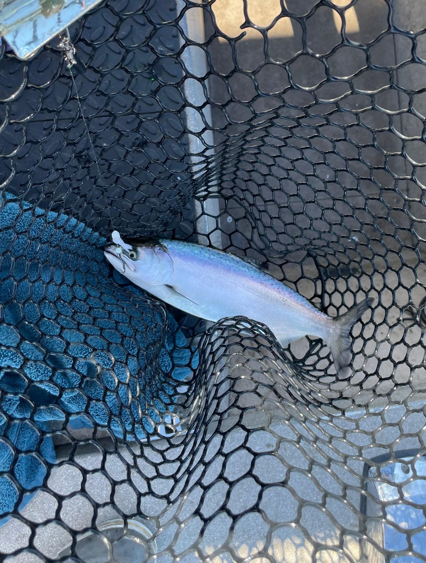 3” Hoochie Lure White with Red Gills