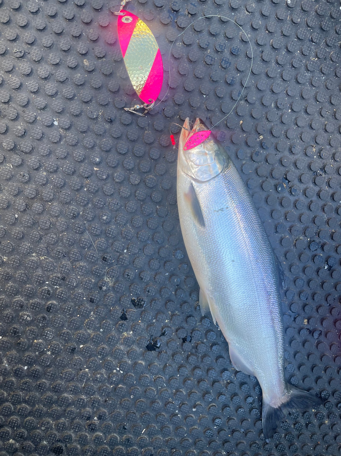 DinoMite Dodger Hammered Gold Pink Tips