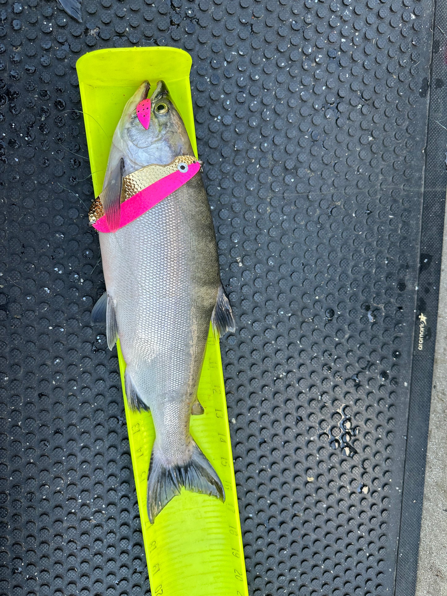 3.5 Pex Lure Pink Ladybug Gold