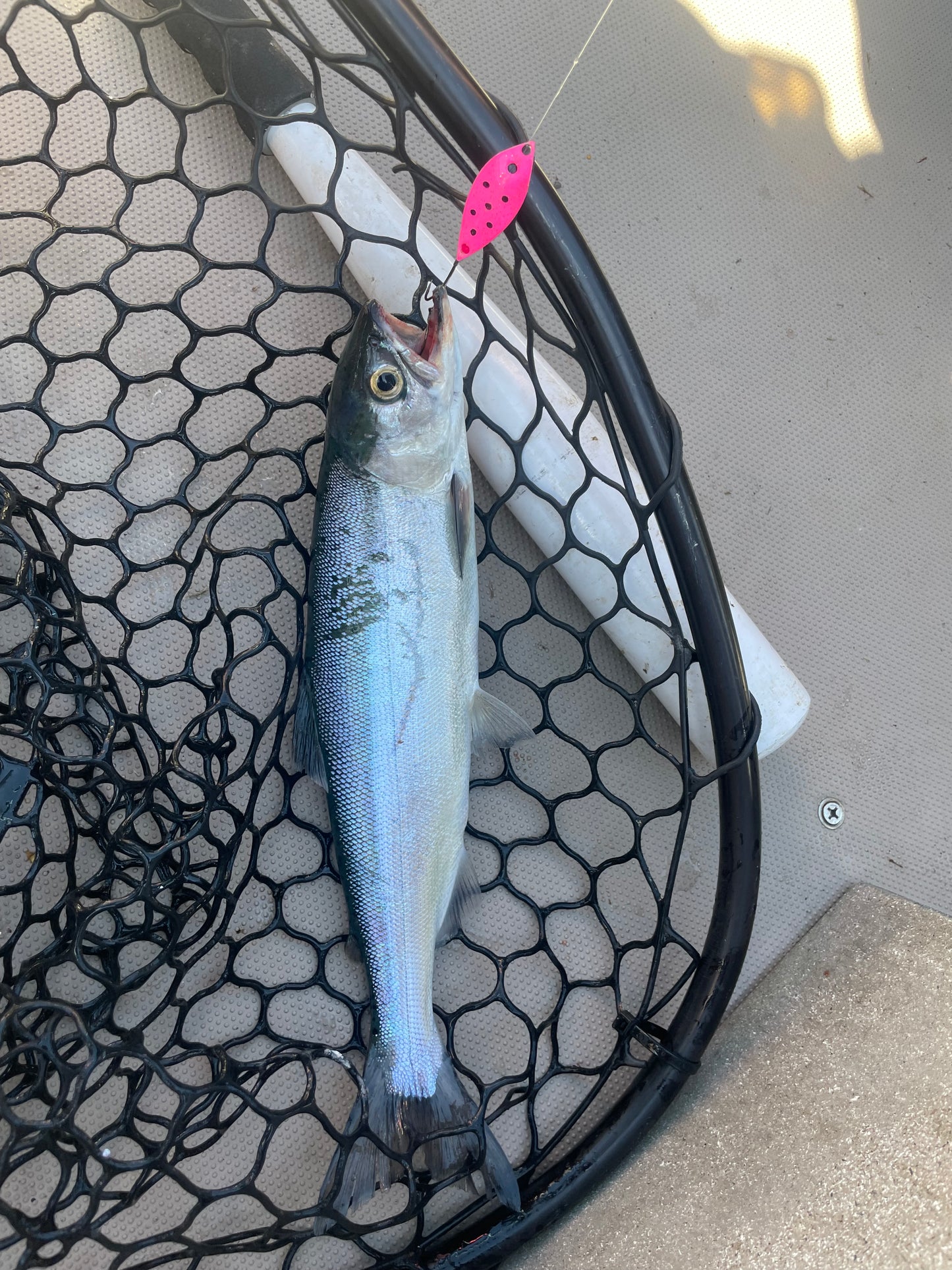 Sparkler Lure Pink Ladybug Nickel