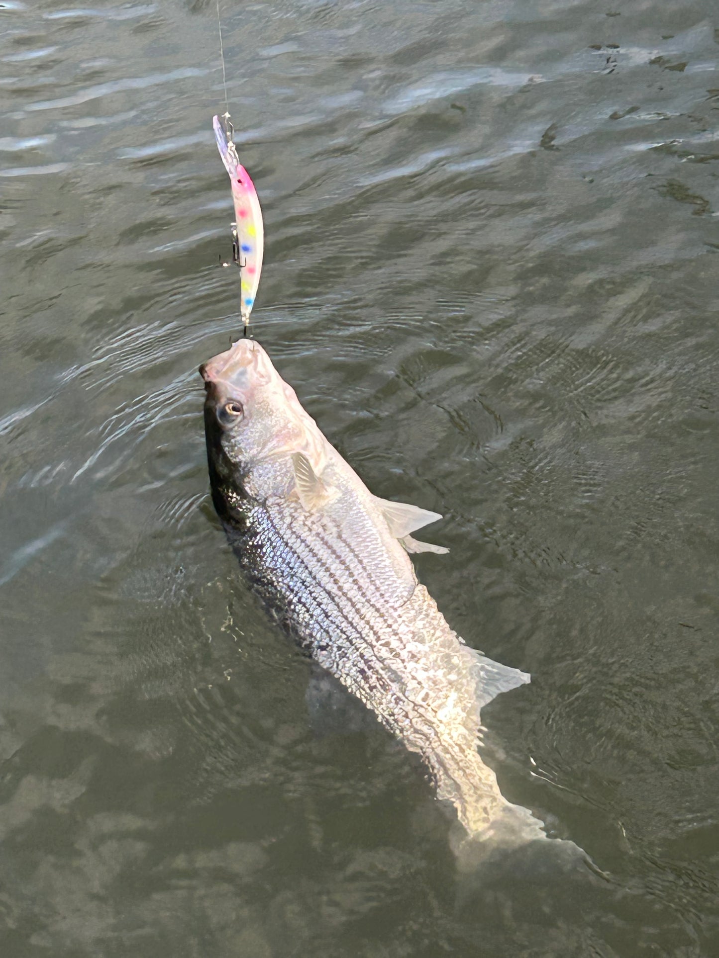 DinoMite Deep Diver “Cotton Candy”