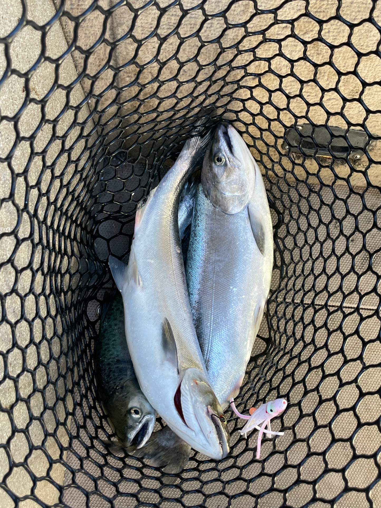 3” Hoochie Lure White with Pink