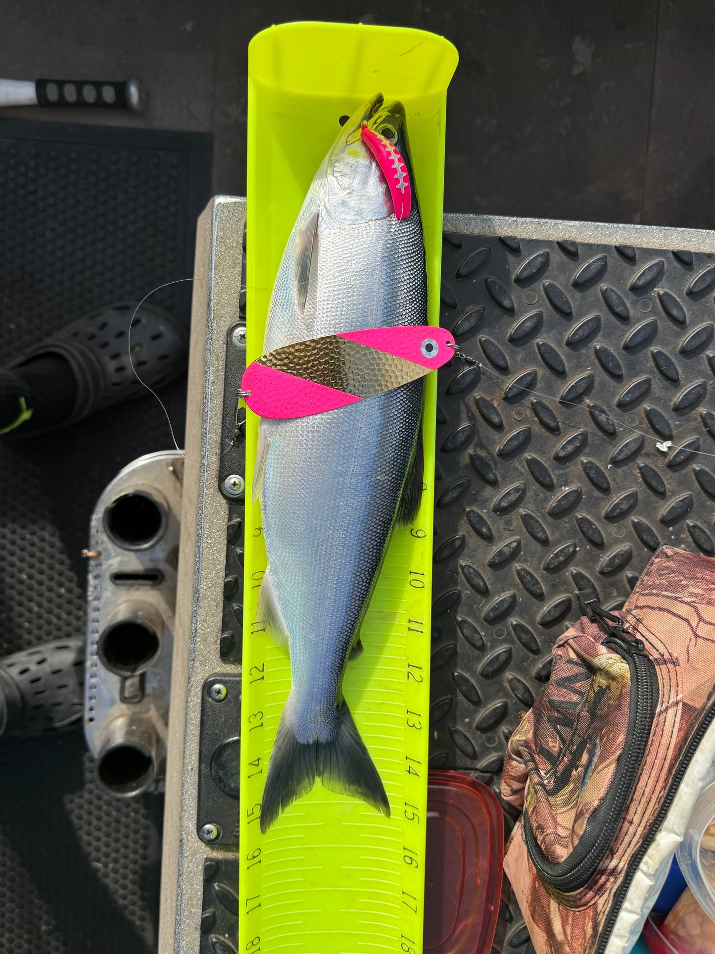DinoMite Jackrabbit Fluorescent Pink with Glow Moon Jelly