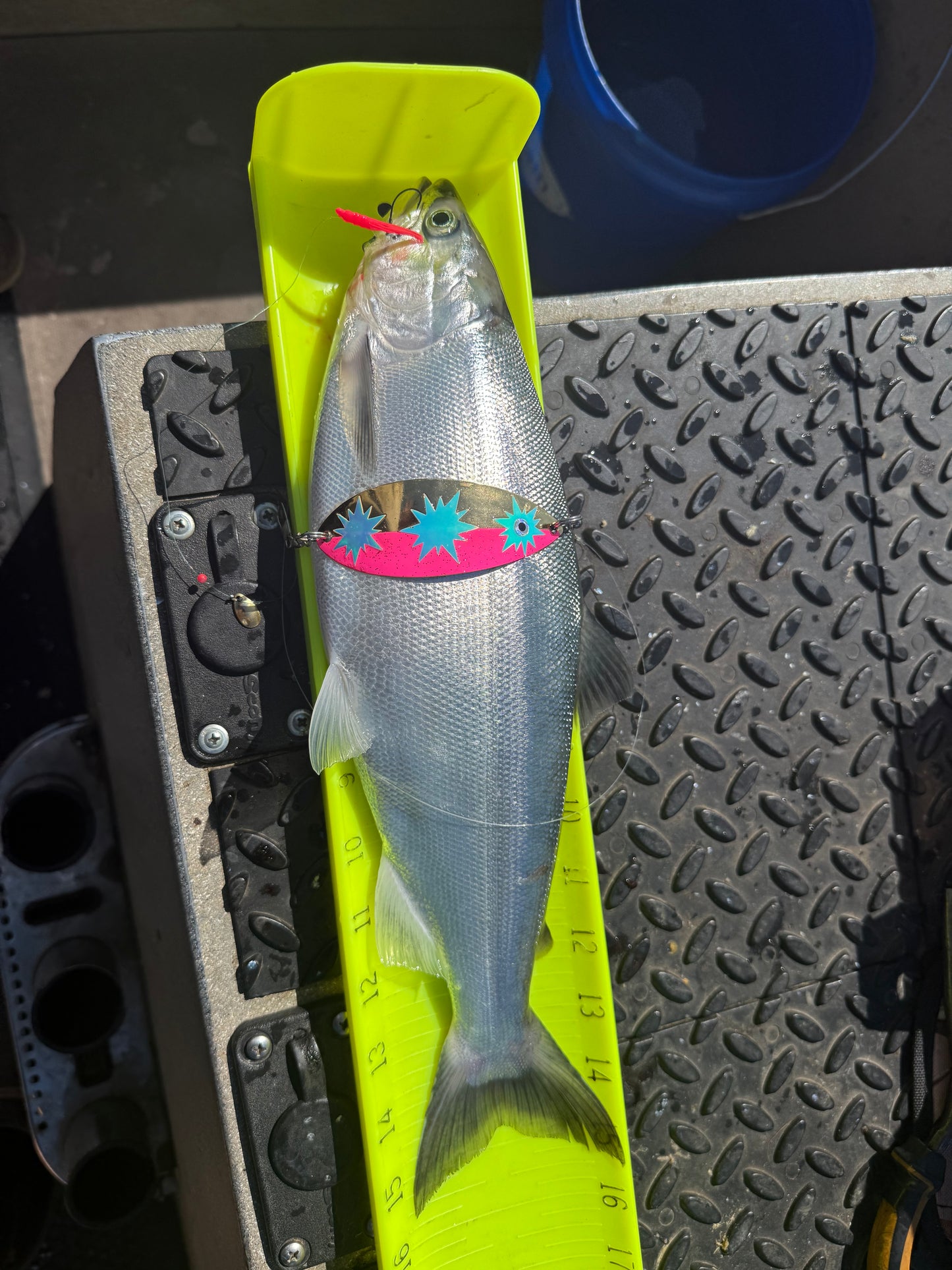 DinoMite Dodger Gold “Glow Moon Jelly” half UV Pink