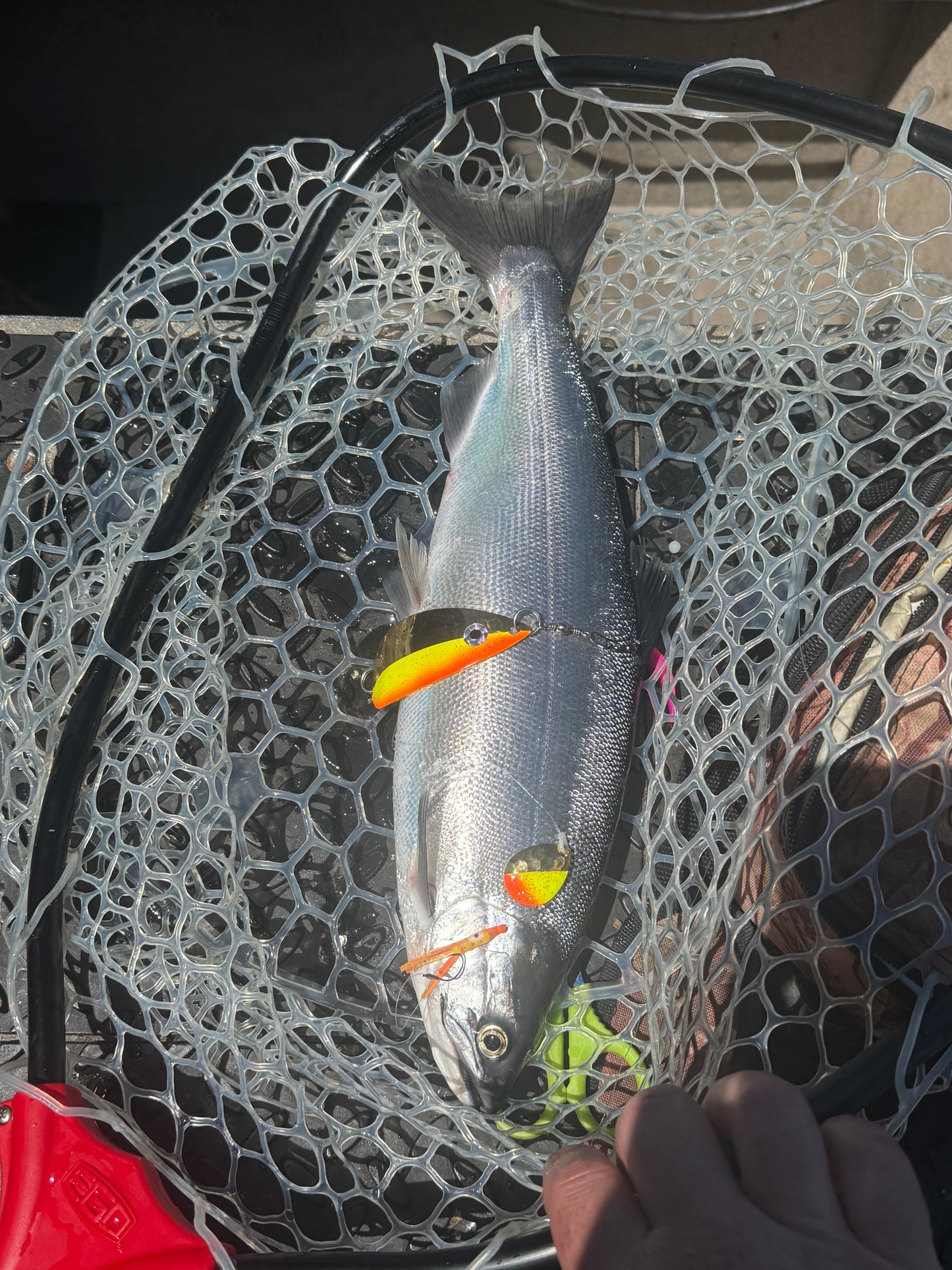 DinoMite Dodger Gold Half Tequila Sunrise ￼