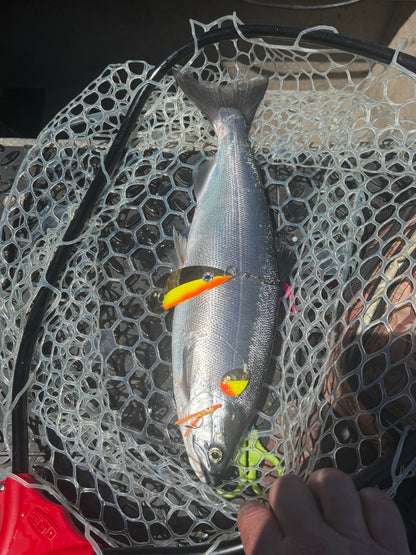 DinoMite Dodger Gold Half Tequila Sunrise ￼