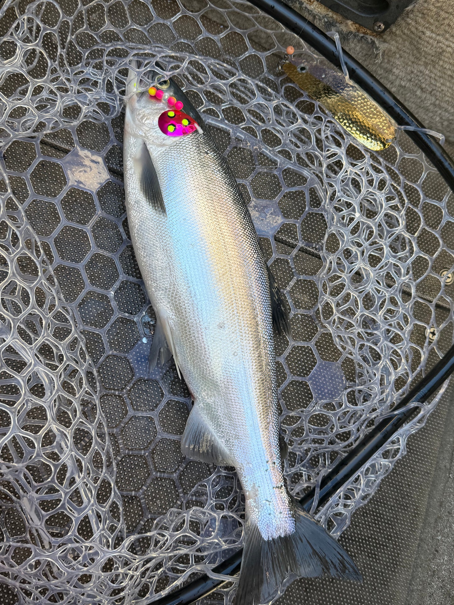 DinoMite 3.5c Spinner Candy Pink with Fluorescent dots