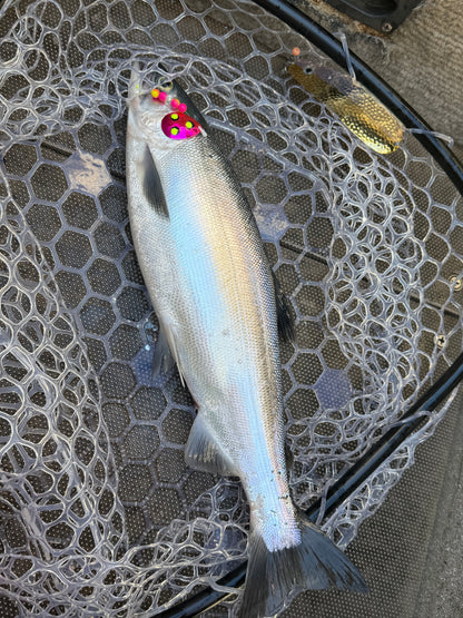 DinoMite 3.5c Spinner Candy Pink with Fluorescent dots