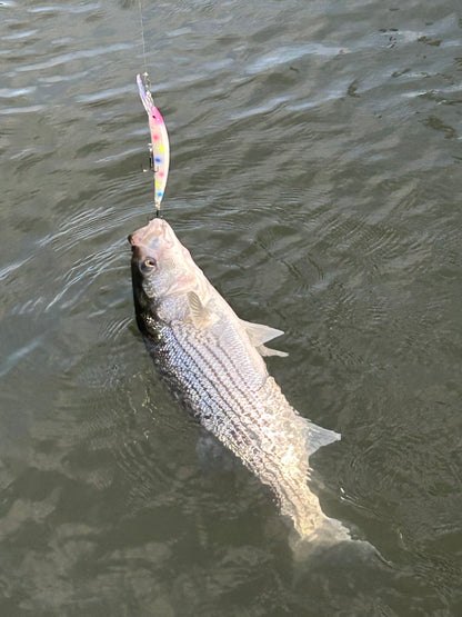 DinoMite Deep Diver “Cotton Candy”